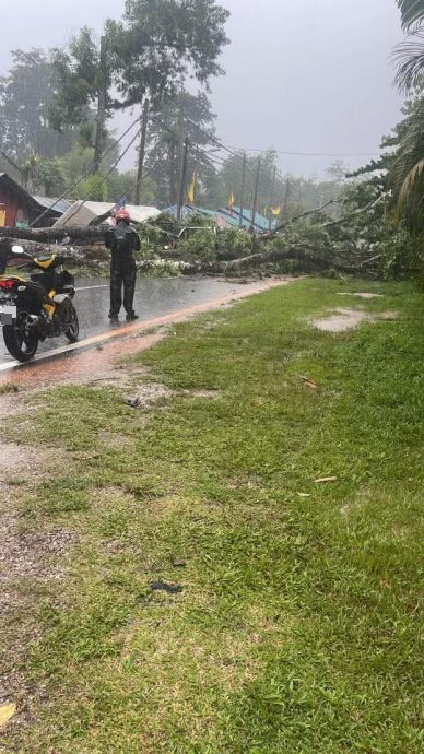暴雨中大树突倒下 行驶中丰田Hilux被压毁司机夹困亡