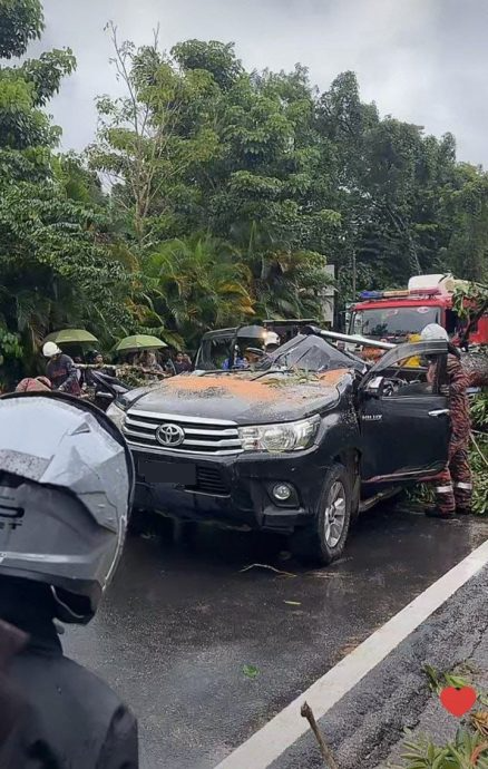 暴雨中大树突倒下 行驶中丰田Hilux被压毁司机夹困亡