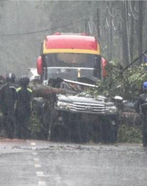 暴雨中大树突倒下 行驶中丰田Hilux被压毁司机夹困亡