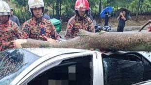 隆市暴雨树倒夺命 1死2伤多车被压