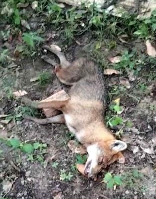 柬洪水迫使豺狼出逃 咬伤3人后遭民众猎杀