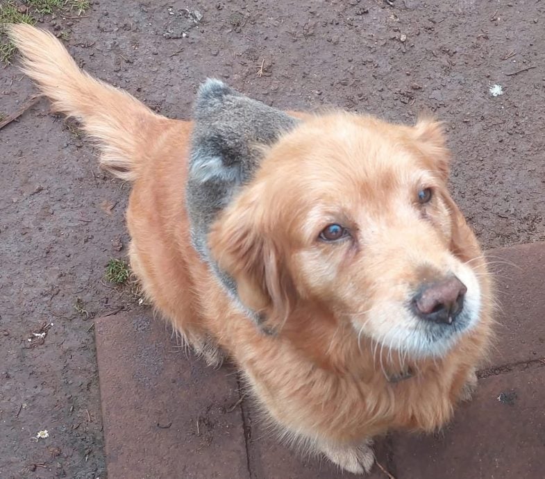 树熊宝宝掉在黄金猎犬背上 狗主惊呆：仿佛在“赛马”