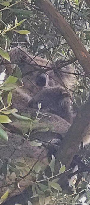 树熊宝宝掉在黄金猎犬背上 狗主惊呆：仿佛在“赛马”