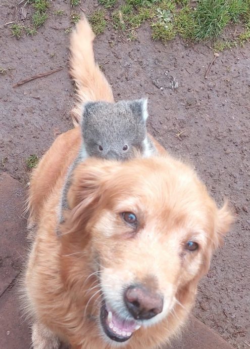 树熊宝宝掉在黄金猎犬背上 狗主惊呆：仿佛在“赛马”