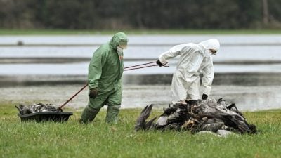 比利时农场爆发H5N1禽流感疫情 逾6万只火鸡被扑杀