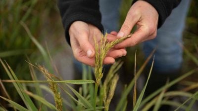 氣候暖化帶來契機  英國種稻米已非“不可能的任務”