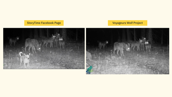 求真：吉娃娃加入狼群