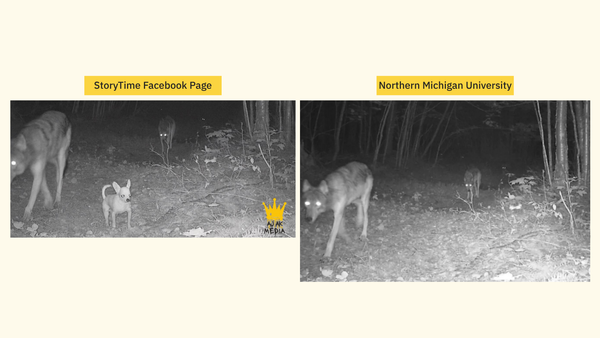 求真：吉娃娃加入狼群