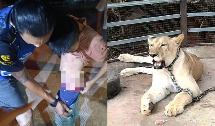 泰国网红饲养宠物狮出逃咬伤两人 狮子被没收