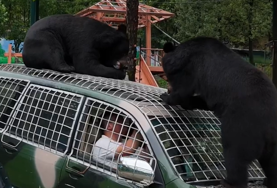 洛阳动物园征“兽王司机”月薪近3万令吉 园区:寻找最猛驾驶