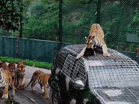 洛阳动物园征“兽王司机”月薪近3万令吉 园区:寻找最猛驾驶
