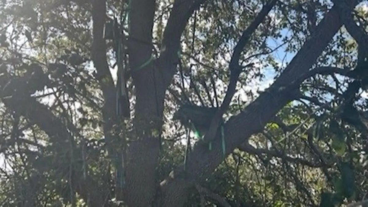  特朗普专机着陆区附近发现可疑“狩猎架” FBI展开调查