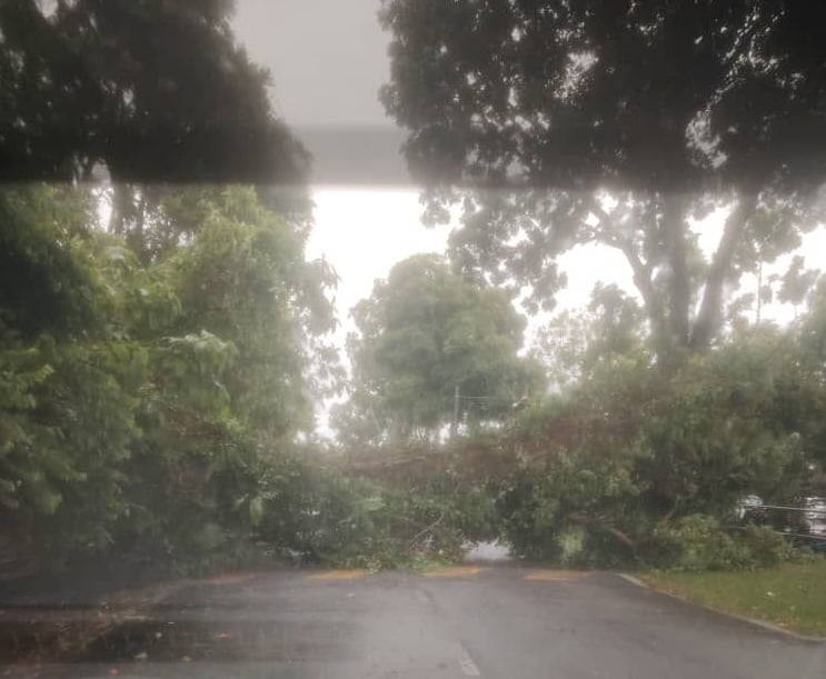 狂风暴雨后 乌雪两地又发生树倒事件