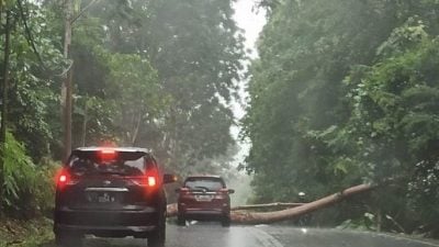 狂风暴雨后 乌雪两地又发生树倒事件