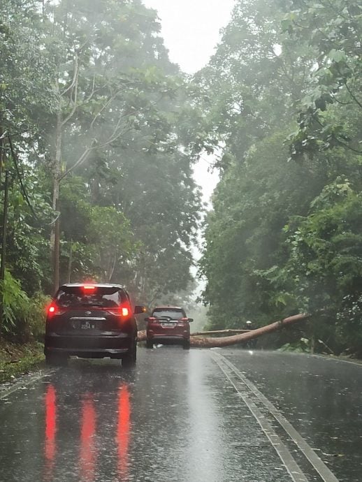狂风暴雨后 乌雪两地又发生树倒事件