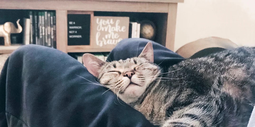 猫咪呼噜声是天然物理治疗？科学研究证实能修复骨骼！