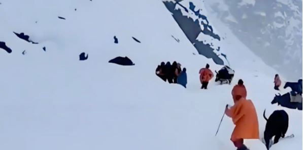 珠峰暴雪 老向导一人一狗协助撤离上百人