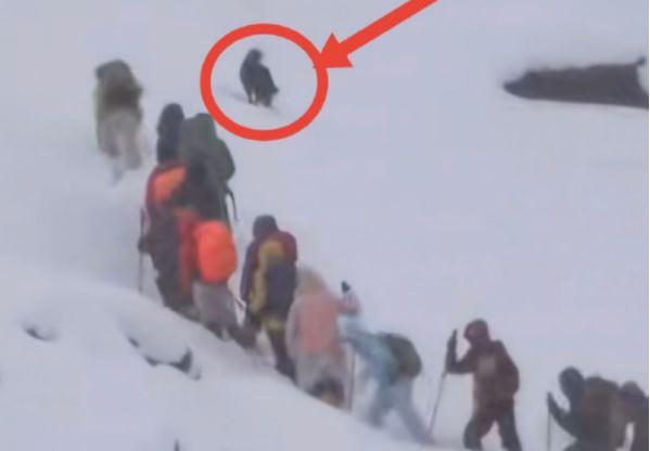 珠峰暴雪 老向导一人一狗协助撤离上百人
