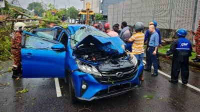 甲洞树倒击中车 神手救受困妇人