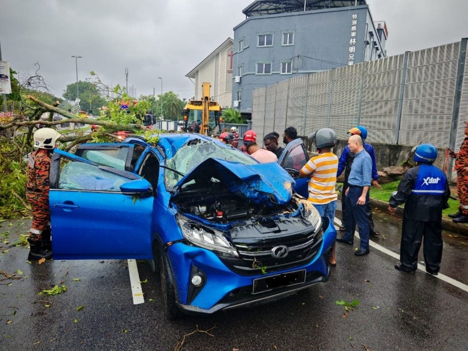 甲洞树倒击中车 神手救受困妇人