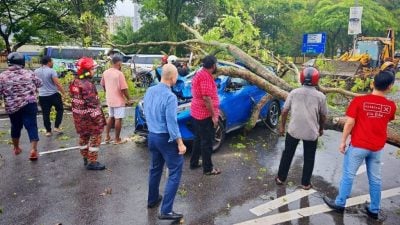 甲洞树倒击中车 神手救受困妇人