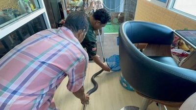 男子遭眼镜蛇死亡之吻 死前告诉奶奶“我爱你”
