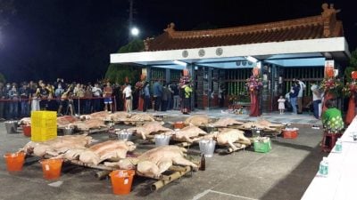 台湾疑现非洲猪瘟　原民祭典改拜“糯米猪”