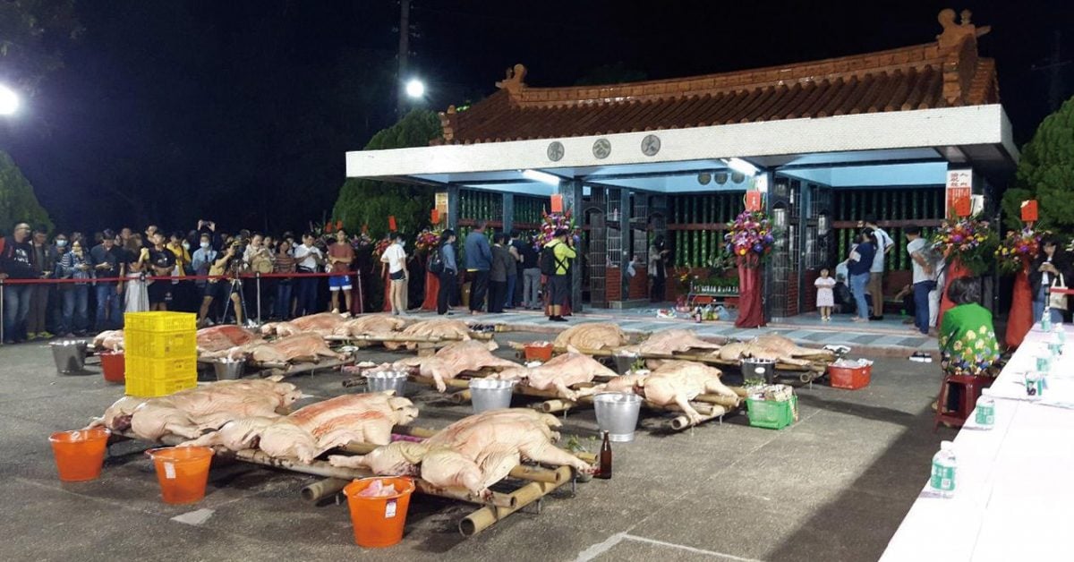 看世界)台湾疑现非洲猪瘟　原民祭典改拜“糯米猪”