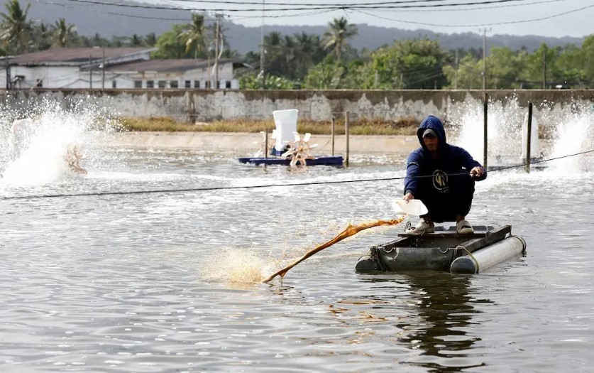美国召回污染冷冻虾后 印尼在22家工厂检出放射性物质