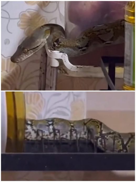 视频|不速之客盘踞厨房架子 “它是来喝鸡汤的！”