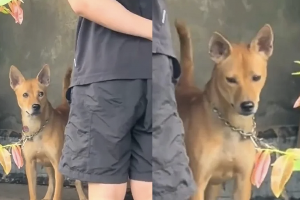 视频|分手1年复合带前男友回家 毛孩认出“仇人”秒气炸！