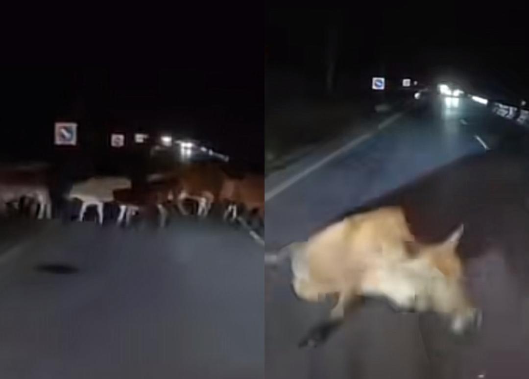 视频|午夜长巴撞飞多头牛! 这条高风险路段再引关注