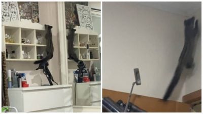 视频| 半夜乍醒与一双红眼对望！女子追果子狸折腾到天亮