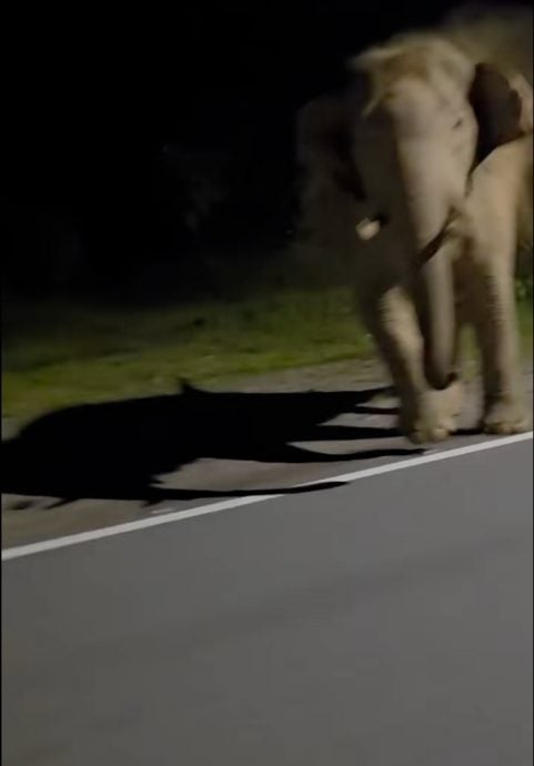 视频|无知司机挑衅野象险酿祸 动保局严厉谴责誓严惩