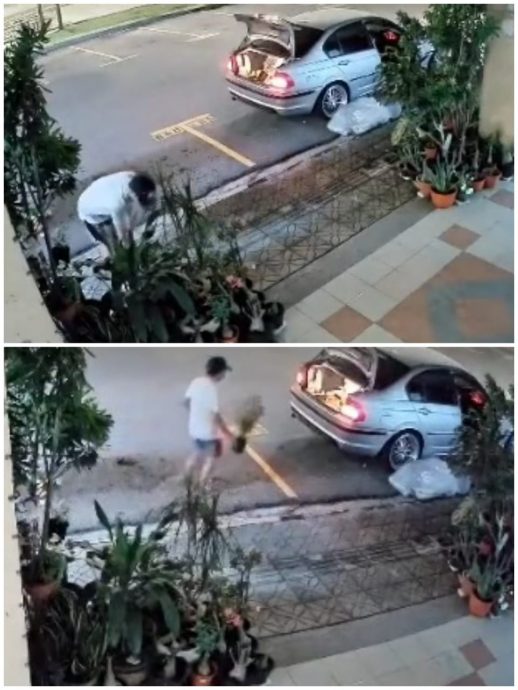 视频|男子凌晨偷4盆栽 还留下一堆塑料袋!