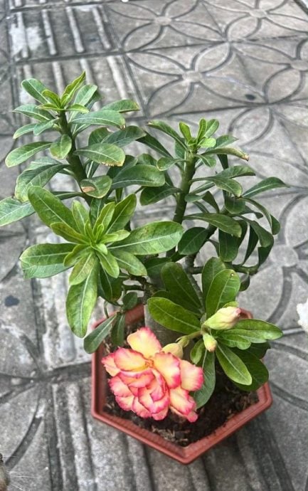 视频|男子凌晨偷4盆栽 还留下一堆塑料袋!