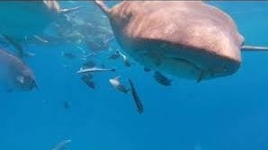 视频 | 男子潜水相机被鲨鱼吞下又吐出!全过程录下爆红网络