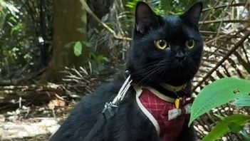 视频| 这只黑猫不一般! 不惧水不怕高爱趴趴走