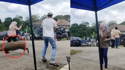 视频 | 野猪乱入婚宴现场！ 宾客尖叫逃散 奶爸抱婴闪避