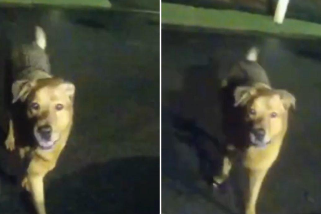 视频／86岁老妇散步跌倒受伤 爱犬引领警员救人