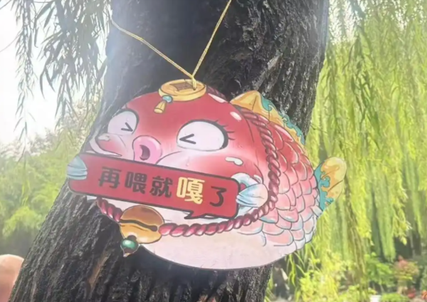 趵突泉锦鲤被喂成“猪鲤” 园方贴警示牌“再喂就嘠了”