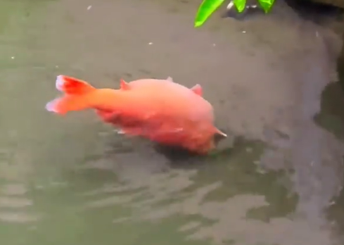 趵突泉锦鲤被喂成“猪鲤” 园方贴警示牌“再喂就嘠了”