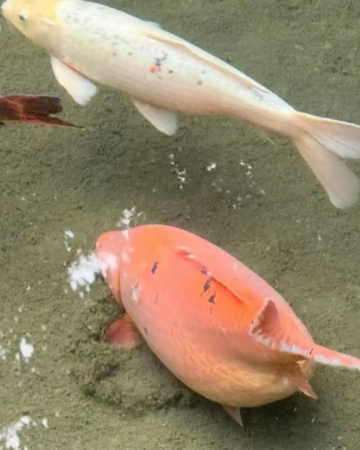 趵突泉锦鲤被喂成“猪鲤” 园方贴警示牌“再喂就嘠了”