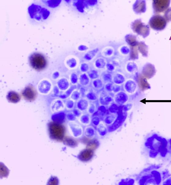 迪兰／小心猫抓！