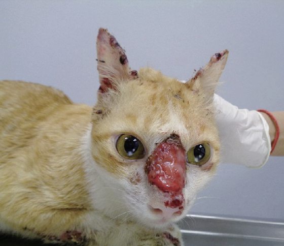 迪兰／小心猫抓！