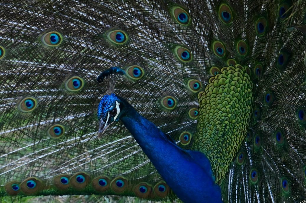 邻里纠纷酿悲剧！男子为报复竟烹杀宠物孔雀