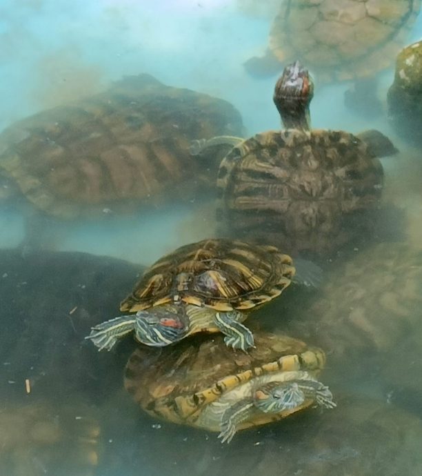 重上取代前稿 10/10【星角摄】（古城）：乌龟的新生