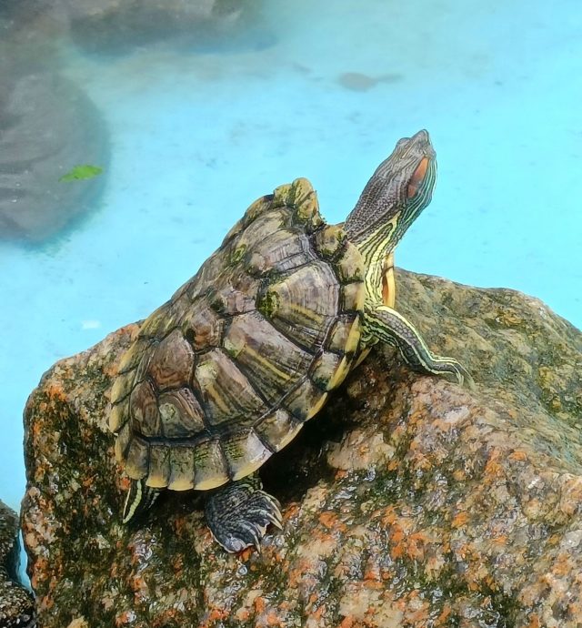 重上取代前稿 10/10【星角摄】（古城）：乌龟的新生