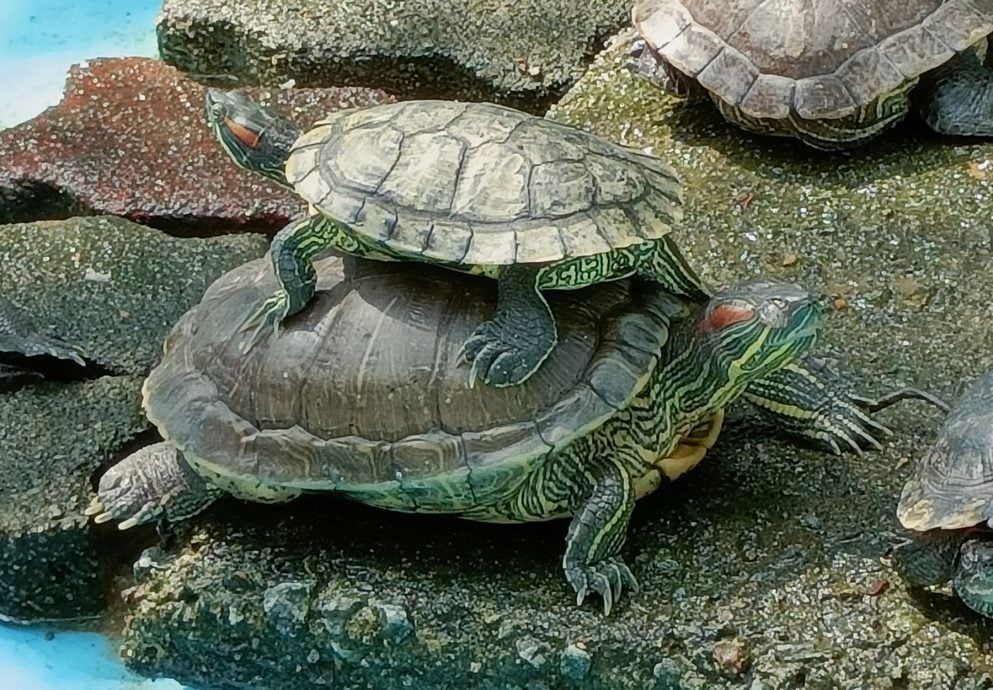 重上取代前稿 10/10【星角摄】（古城）：乌龟的新生