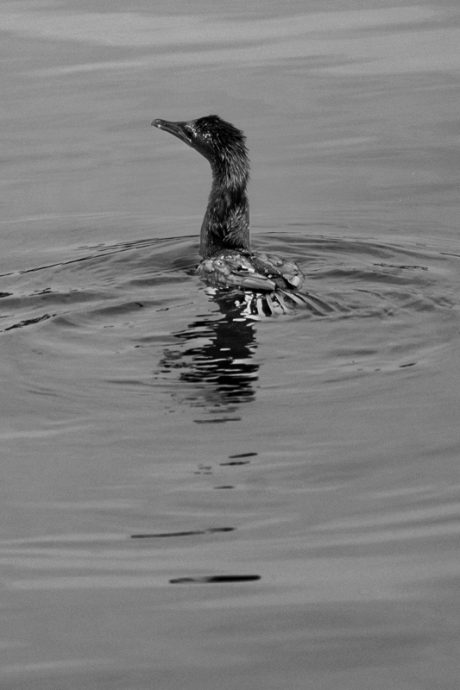 陈子韩／谁在偷谁的鱼？